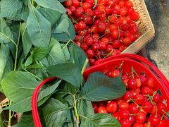 -樱桃山旅游景区