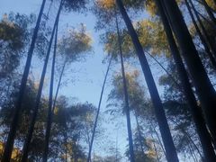 -四明山国家森林公园