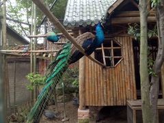 -铁山坪森林公园