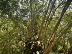 -中国科学院西双版纳热带植物园
