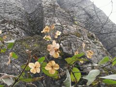 -山王坪喀斯特国家生态公园