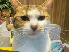 -御宝贝·A梦猫科宠物医院(国际猫友好医院)
