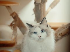 -猫宠乐园·专业洗护