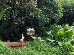 -海南热带野生动植物园