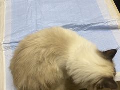 -爱侣·安琦尔宠物医院·中兽医针灸·心内科·狂犬免疫点(宝山区院)