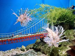 -太平洋海底世界