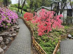 -南京古林公园