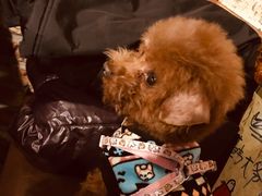 -包装马车·韩国料理·포장마차