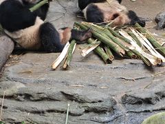 -都江堰中华大熊猫苑