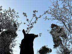 -武汉大学-樱园
