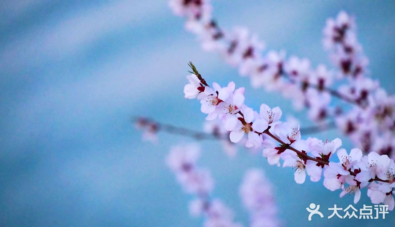 3月踏春｜颐和园｜夜幕下的山桃🌸