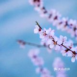 3月踏春｜颐和园｜夜幕下的山桃🌸