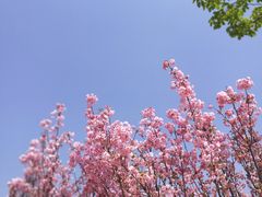 -天适樱花悠乐园