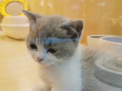 -momokira米努特·德文卷毛猫·棉花面纱犬