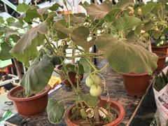 -中环花鸟鱼虫市场