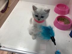 -李小姐の猫咖啡馆(五角场店)