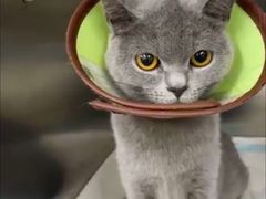 -瑞派动物医院·猫专科·至诚(江南中分院)