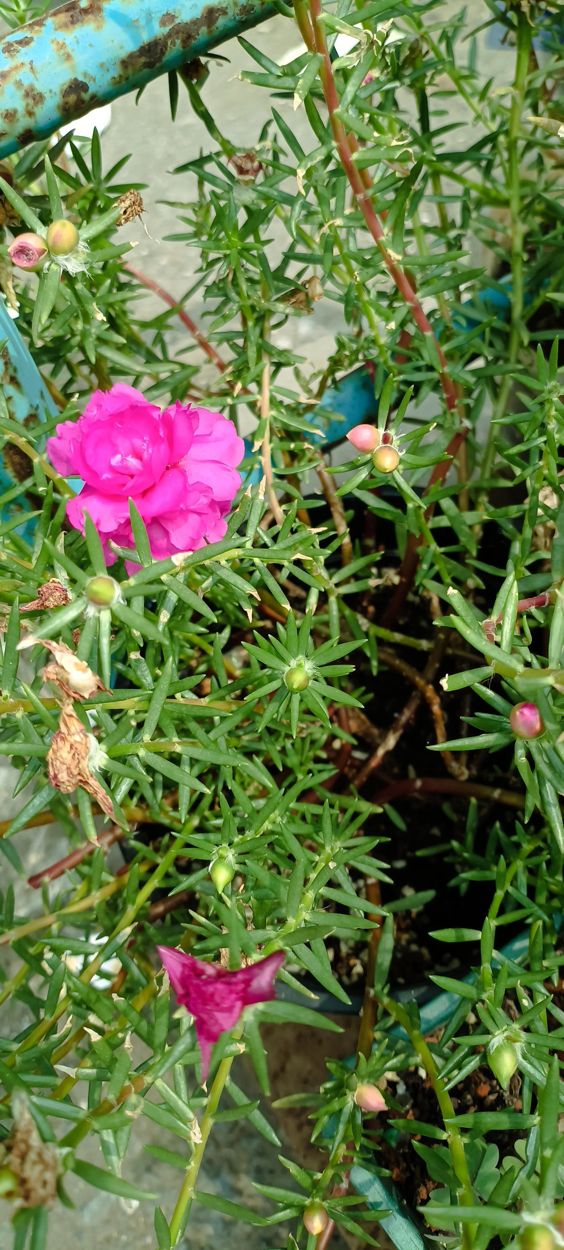 每天认识一种植物|太阳花