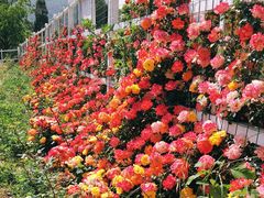 -名花谷生态庄园