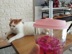 -平行世界·猫咖(首经贸店)