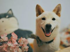 -柴迷FANS CLUB·柴犬狗咖·猫咖