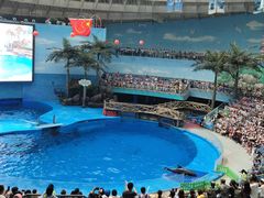 -海合安成都极地海洋公园
