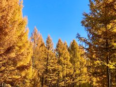 -塞罕坝国家级自然保护区