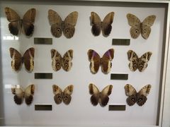 -上海昆虫博物馆