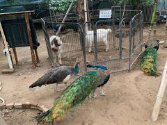-呀路古热带植物园