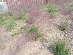 -羊亭河湿地公园