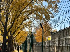 -三里屯东五街银杏大道