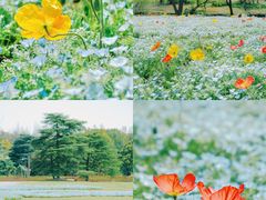 -上海滨江森林公园