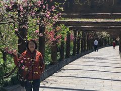 -南汇桃花村