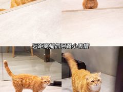 -猫儿山۰猫主题餐厅