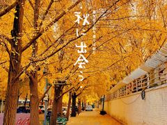 -三里屯东五街银杏大道