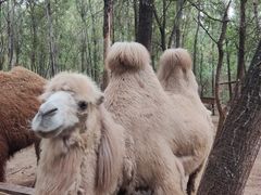 -北京野生动物园