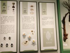-中国茶叶博物馆(双峰馆区)