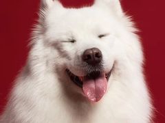-橡皮照相馆
