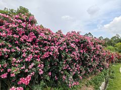 -空港花田景区