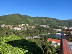 -银湖山郊野公园-相思林