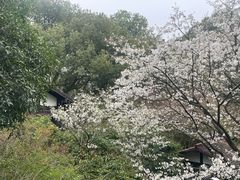 -中国茶叶博物馆(双峰馆区)