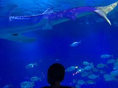 -烟台海昌鲸鲨海洋公园