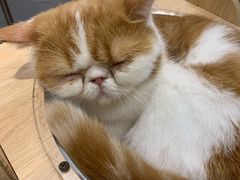 -飞行喵MR PILOT|猫舍·猫咖(静安大融城店)