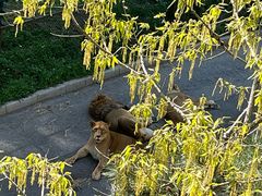 -大连森林动物园