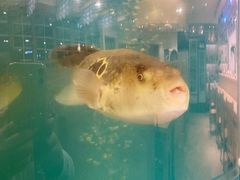 活河豚-天正河鲀·河豚亭(大连店)