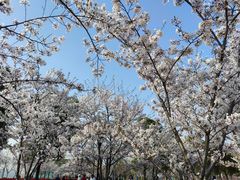 -上海山野camping·户外天幕烧烤·团建拓展营地
