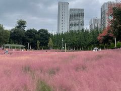 -安宁市宁湖森林公园