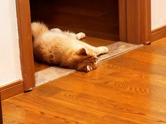 -欣宠猫屋·矮脚拿破仑·蓝金金渐层