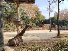 -上海野生动物园