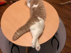 -Meowの猫咖(万家丽店)